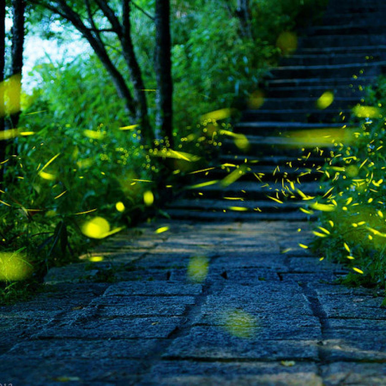 Fireflies in the Garden streaming: watch online