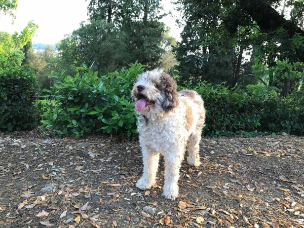 Truffle Hunting Dog Tuscany