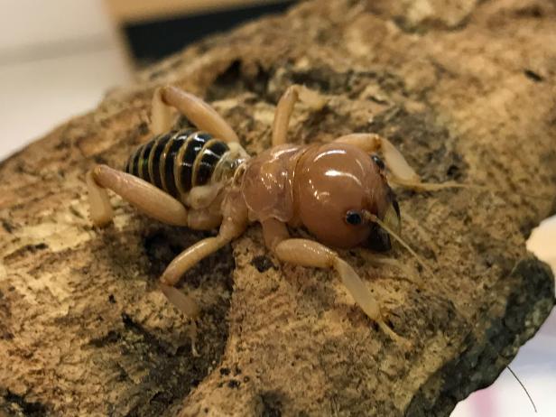 This cricket, which is known as Child of the Earth or the Jerusalem Cricket, is one of the insects on display at The Harrell House Bug Museum in Santa Fe.