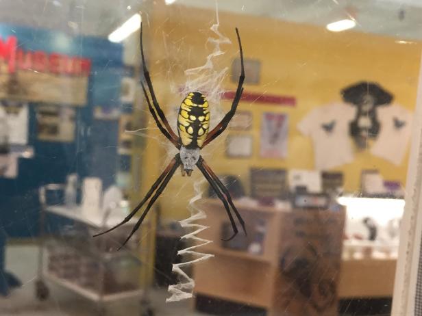The Orb Weaver Spider at the Harrell House Bug Museum
