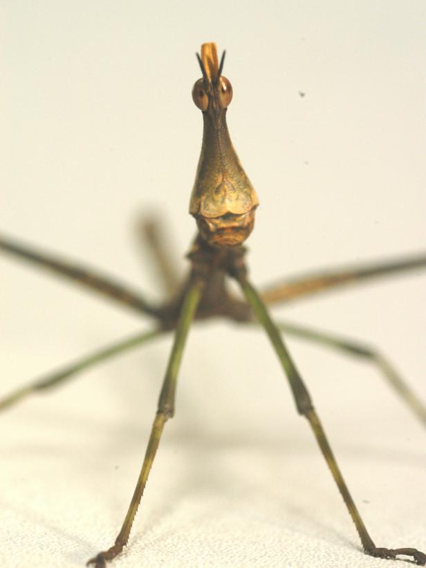 The Female Jumping Stick insect at the Saint Louis Zoo insectarium might look like a cartoon creation but it is real.