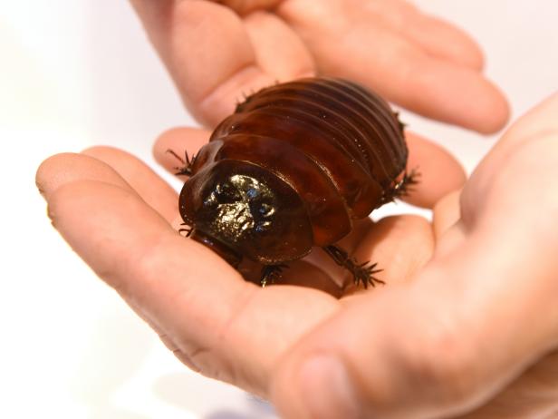 The Giant Burrowing Cockroach