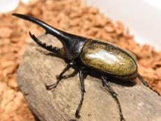 The Hercules Beetle is one of many live specimens on display at the Insectarium in the Audubon Nature Institute in New Orleans.