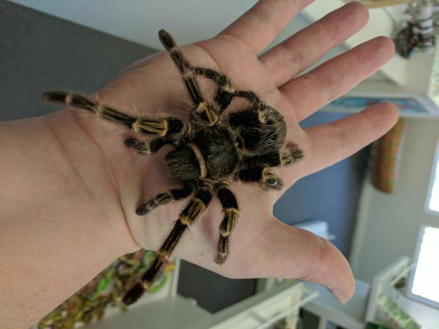 The Tarantula is a type of large, hairy arachnid which has become a popular exotic pet for some people.