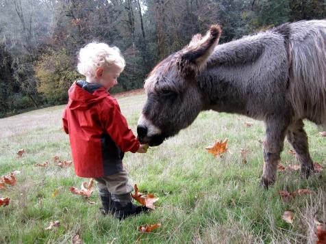 6 Places to Take the Kids for a Farm Stay