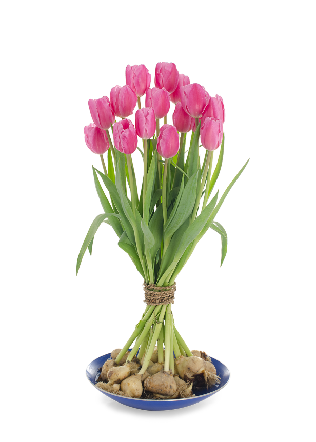 Tulip of the Month – Stargazer Barn