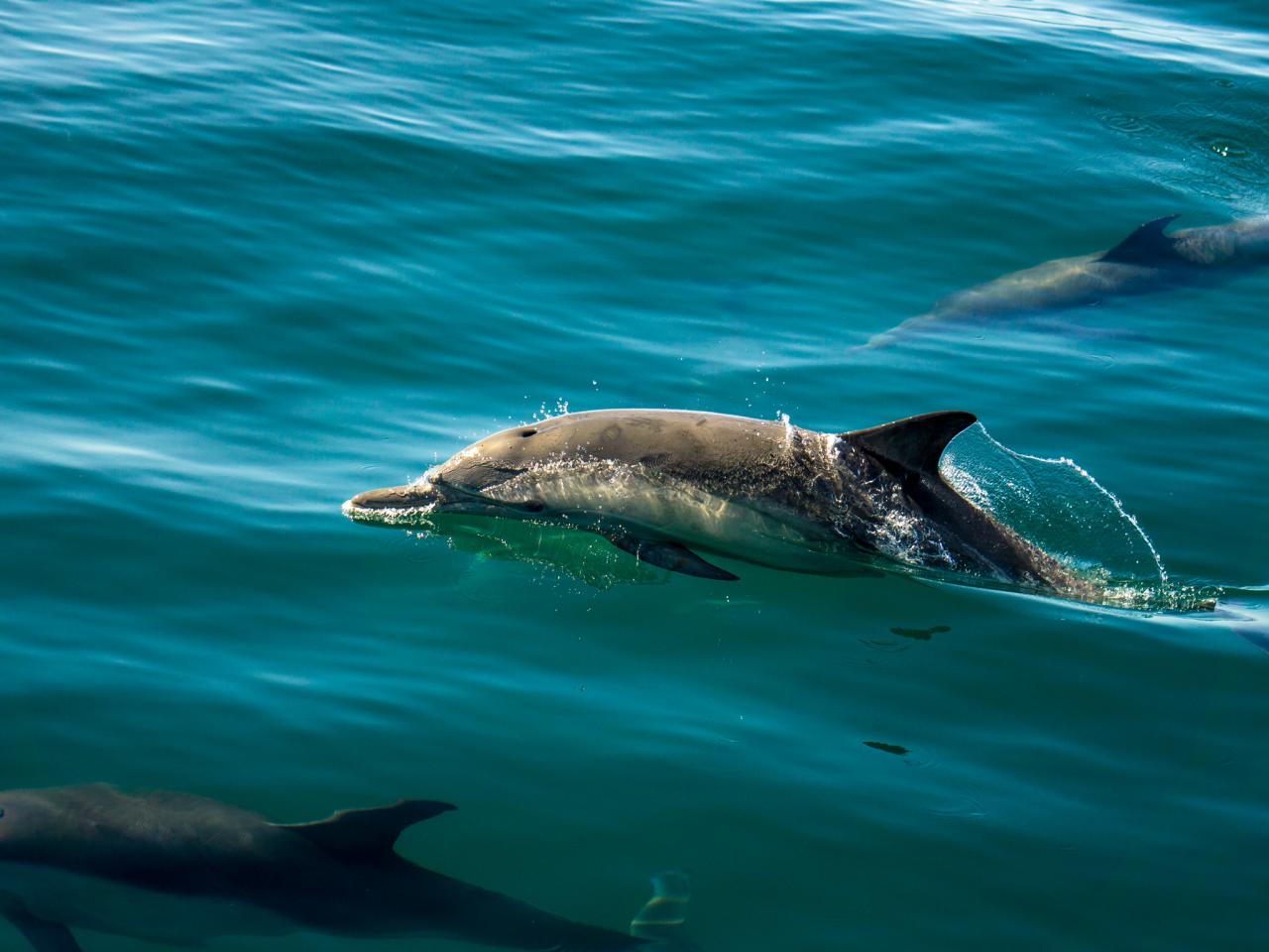 Best Places to See Wild Dolphins