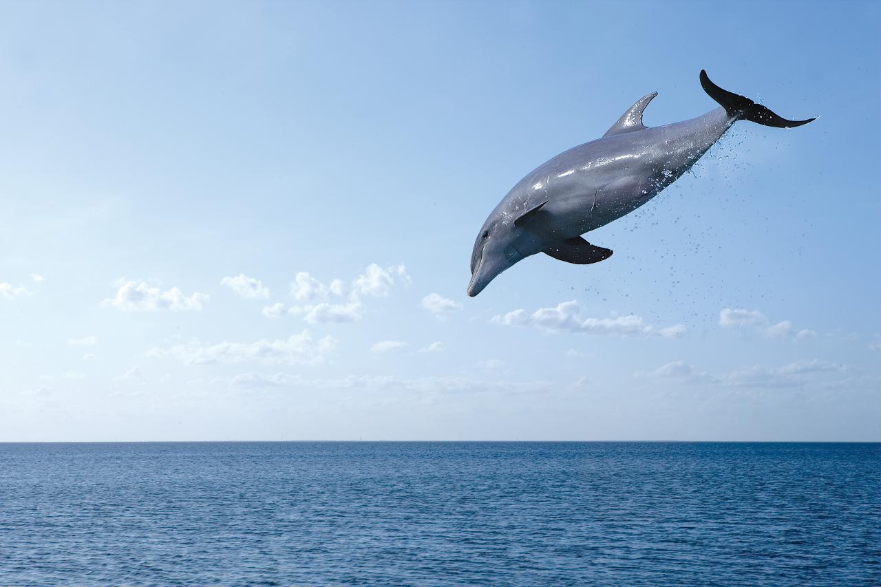 Best Places to See Wild Dolphins