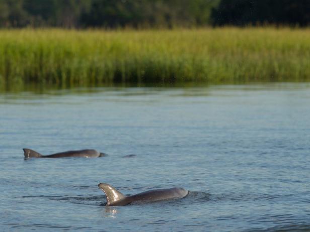 Top Destinations in North America for Dolphin Sightings