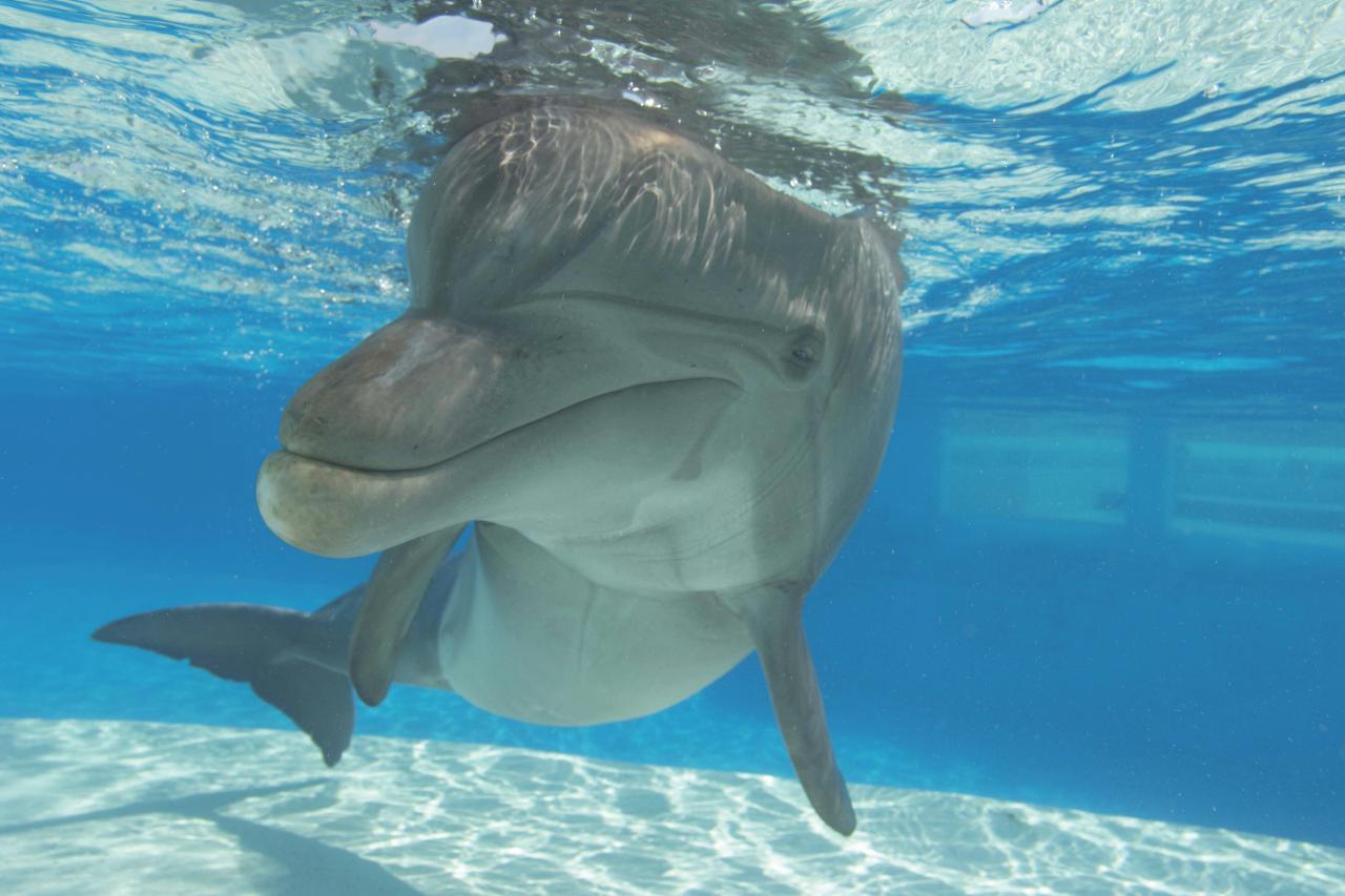 Top Destinations in North America for Dolphin Sightings