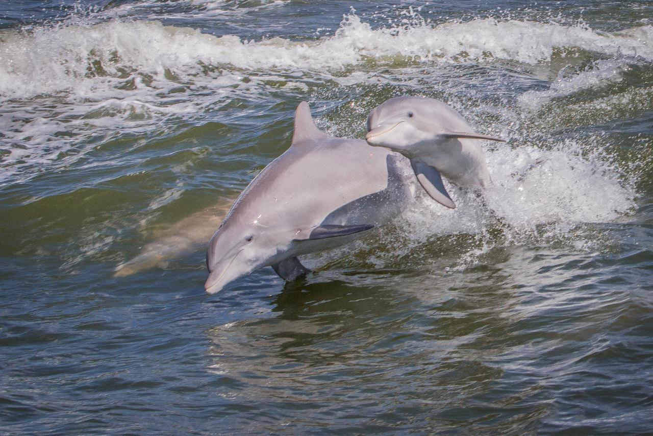 Best Places for Dolphin Watching