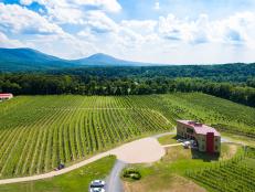 vineyard in Virginia
