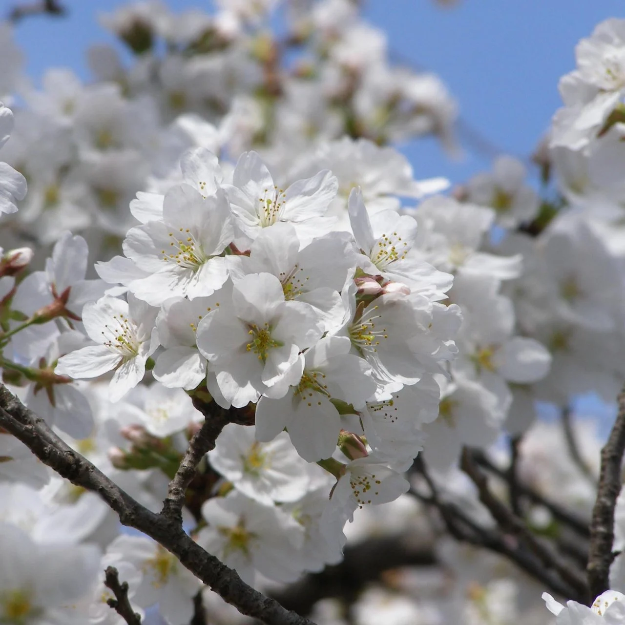 Types of Ornamental Cherry Trees HGTV