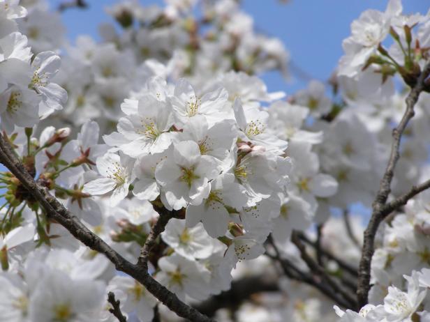 types of cherry trees