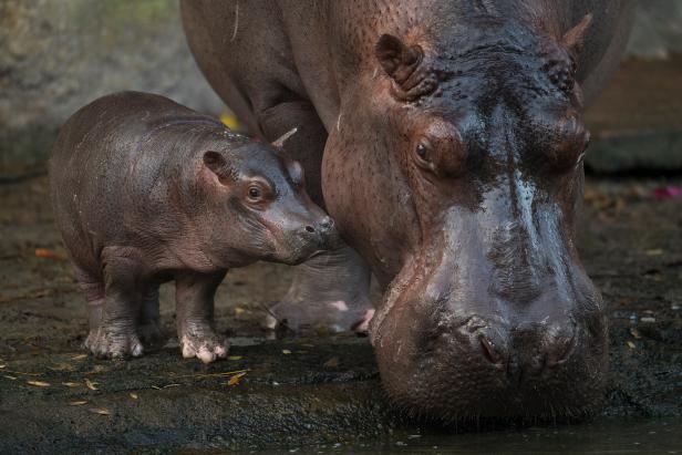 Mother Hippo With Baby Hippo on the Left
