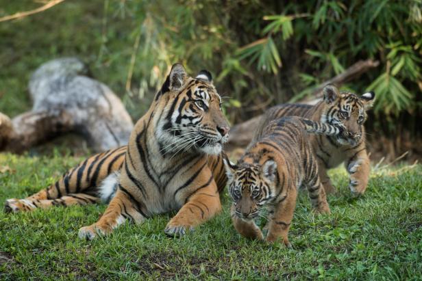 Mother Tiger With Two Cubs on Grass