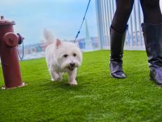 They're taking "pet-friendly" to the next level — and helping their canine guests find forever homes.