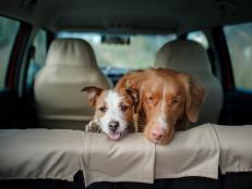 Two Dogs in Back of Car