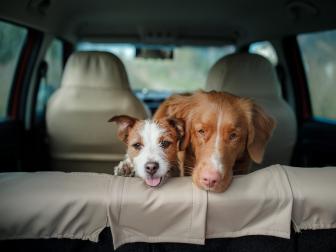 Two Dogs in Back of Car