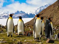 Penguins in Antartica