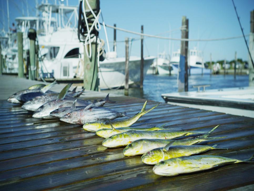 Watch the Catch of the Day Come In