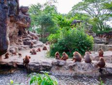Hamadryad monkeys family are sitting on the stone in Singapore zoo