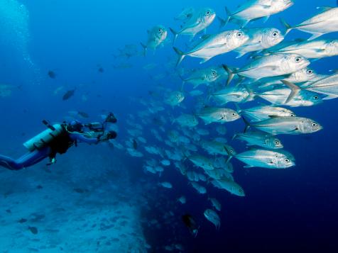 The Favorite Dive Spots of Jacques Cousteau’s Dive Master