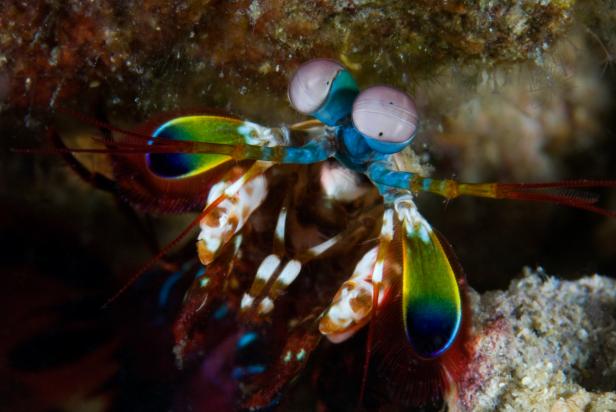 This psychedelic-looking mantis shrimp was spotted on a dive in Indonesia. 