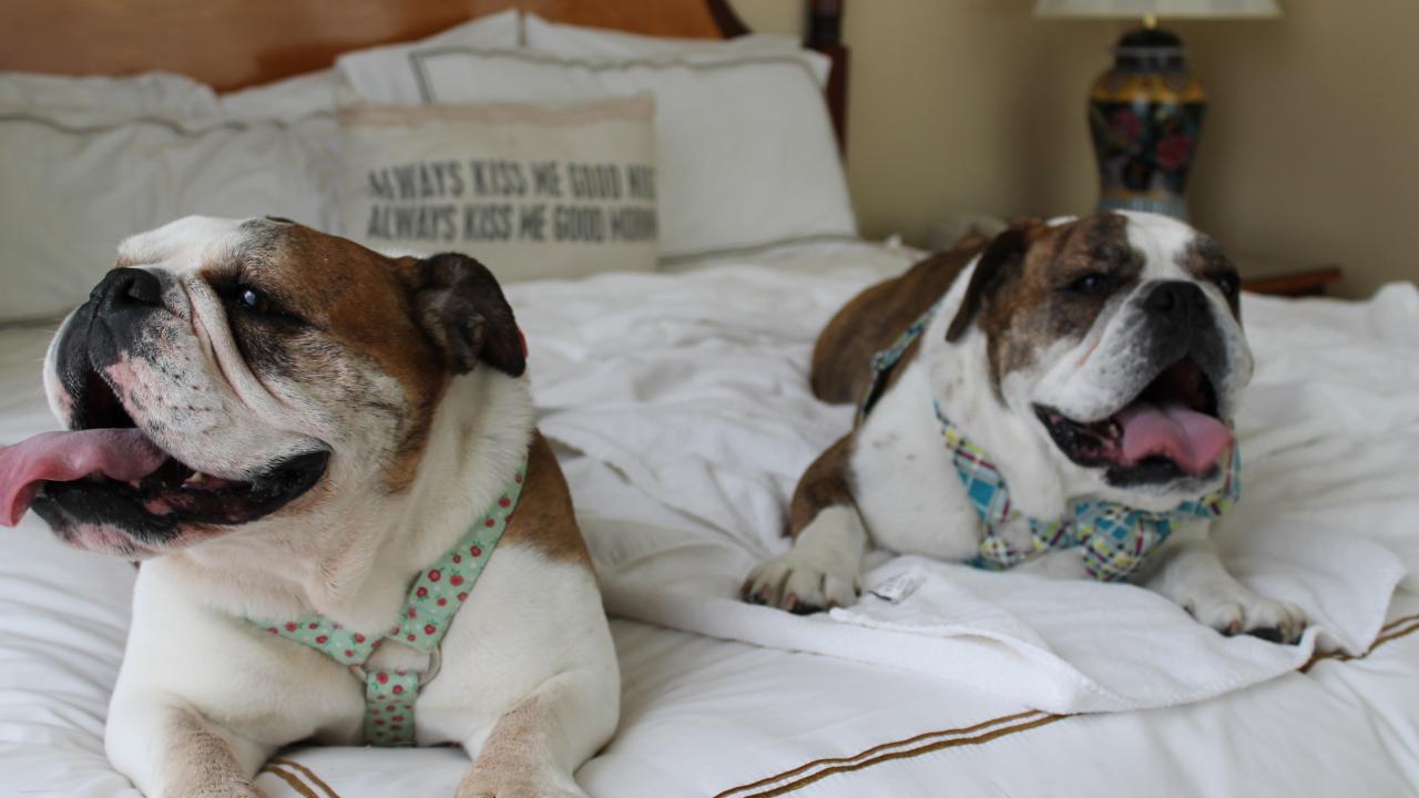 8 Luxury Pet-Friendly Hotels Around the World - Destination Deluxe