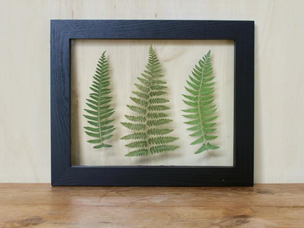 Three Fern Leaves Pressed in Glass and Framed in Wood