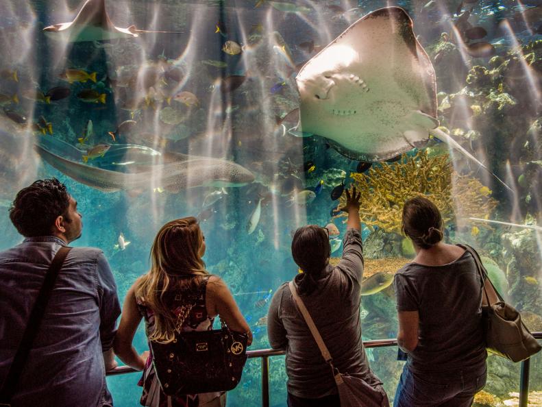 Four People Standing in Front of Large Tank With Manta Ray Passing By