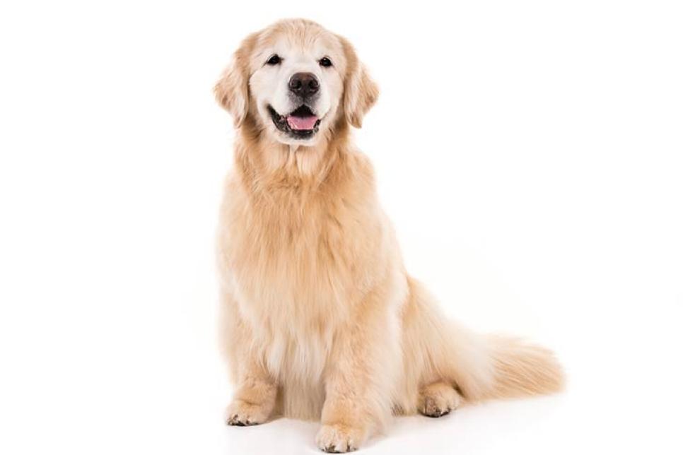 top ten dog breeds