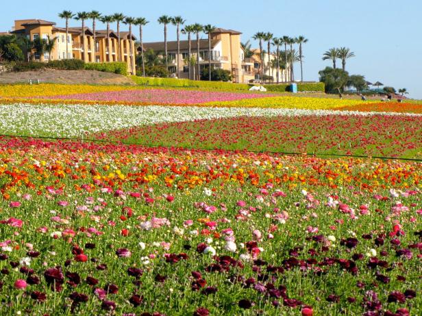 A Riot of Color, Ranunculus at the Carlsbad Flower Fields in