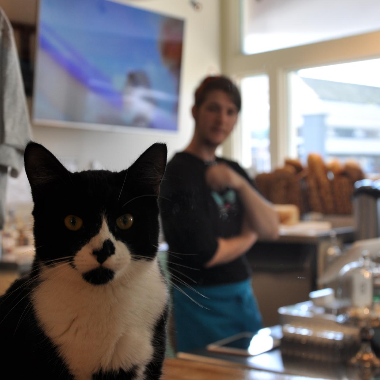 Adopt — Koneko Cat Cafe