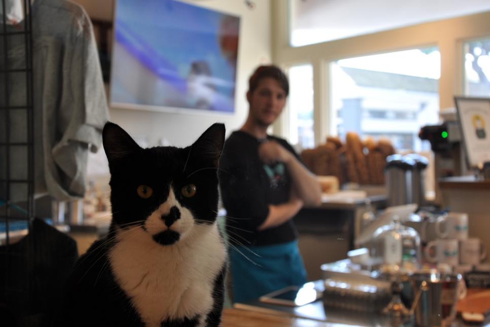 11 Cat Cafes You Have to Visit Travel Channel