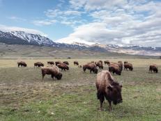 Bison grazing near the North Entrance of Yellowstone National Park