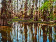 Hiking, kayaking and other family fun at Florida’s Big Cypress National Preserve