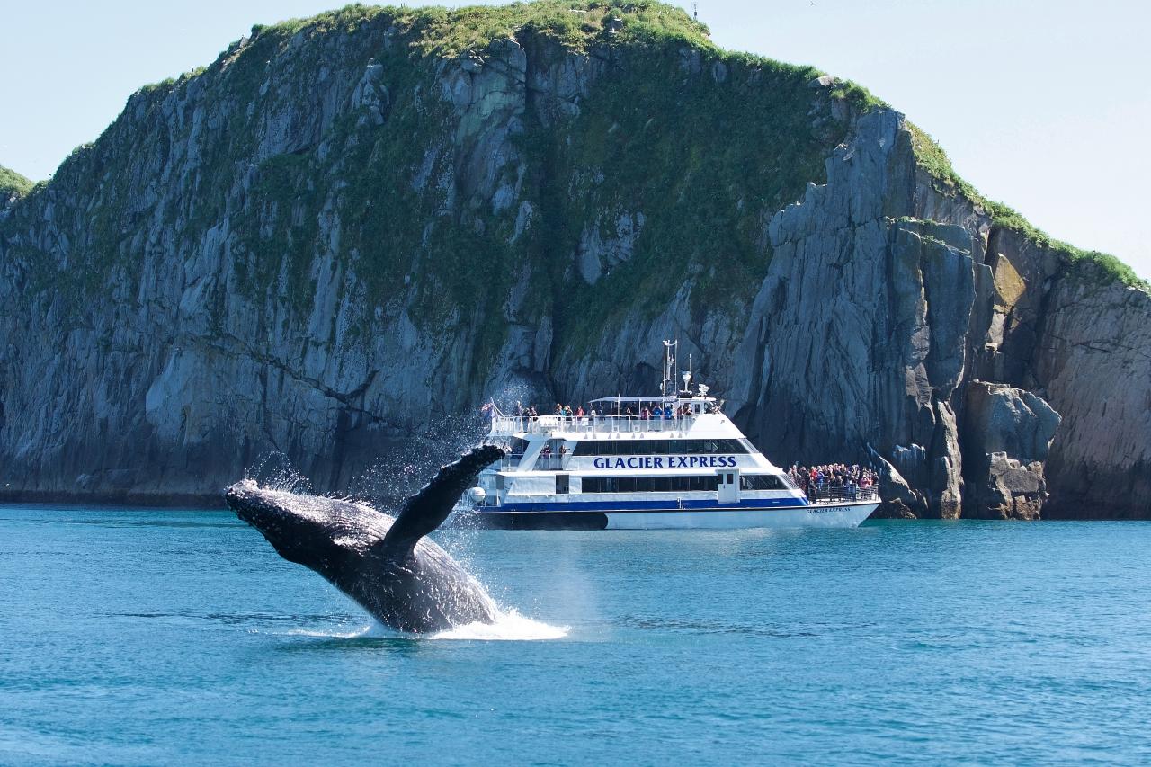 Yankee Clipper Harbor Tours  Whale Watch and Harbor Tours