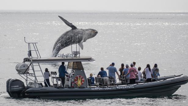 Whale Watching Tour Menu on the Island Explorer 5