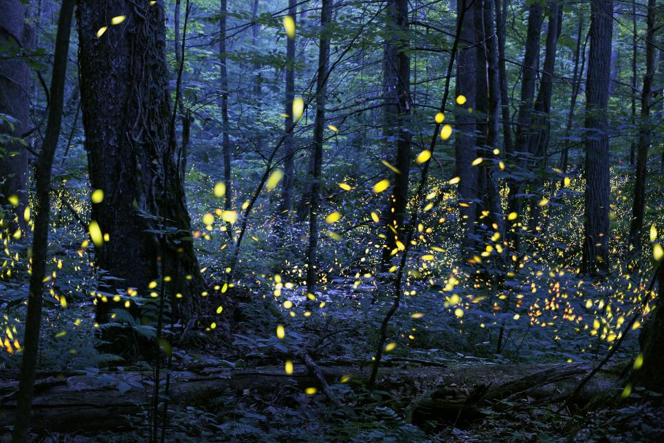 Watch Fireflies Flash