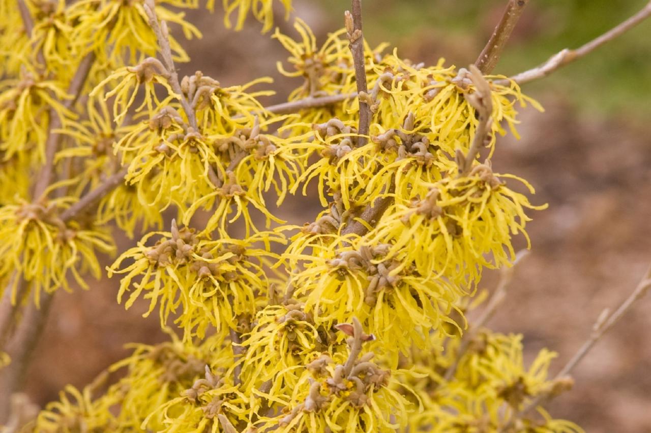 Witch hazel planting and care