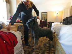 Go behind the scenes at the 135th Westminster Kennel Club Dog Show at Madison Square Garden.