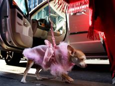 Want to bring your pooch on the road? Here are travel tips from the dog handlers at the Westminster Kennel Club Dog Show.