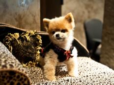 Check out the Top 5 most extravagant pet services.