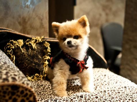 Over-the-Top Hotel Pet Services