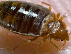 The resurgence of bedbugs has travelers' skin crawling. Find out how to identify, avoid and handle a bedbug infestation.