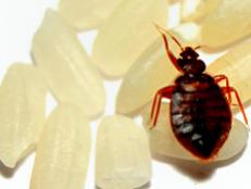 Check out the top 10 places to accidentally pick up bedbugs.