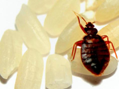 Top 10 Bedbug Infestation Spots