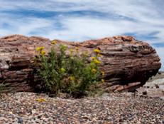 While there's nothing scary about Petrified Forest National Park, there is certainly something mysterious and wondrous.