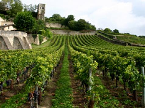 France's Southern Vineyards